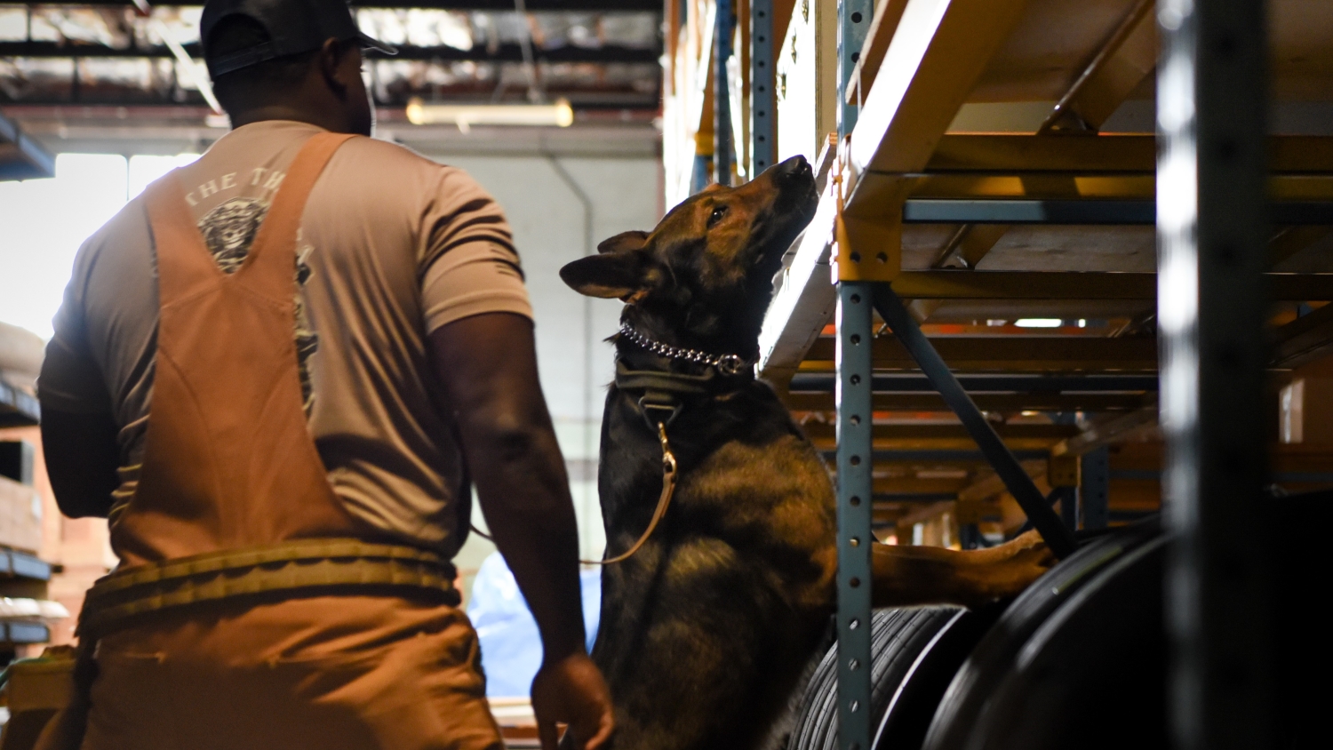 a military working dog searches a warehouse