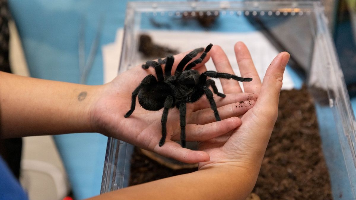 Small Creatures, Big Mission: NMHM Bugapalooza 2026 Connects Science and Military Readiness