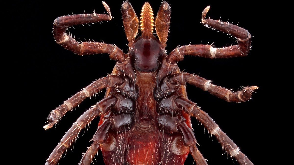 A highly magnified ventral shot of a female Ixodes scapularis tick, otherwise known as the Deer Tick, a primary vector for Lyme Disease.