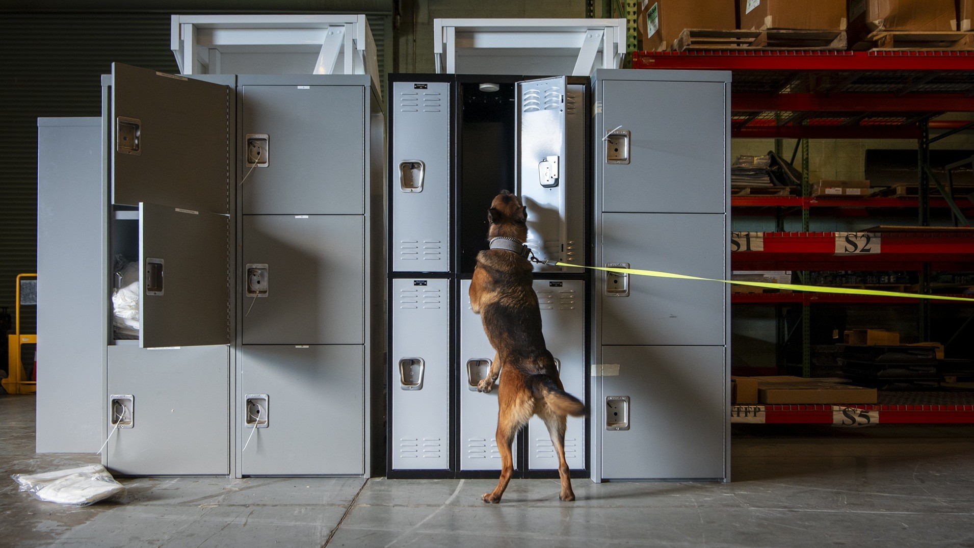 Tako, 436th Security Forces Squadron military working dog, searches for potential narcotics in a training environment on Dover Air Force Base, Delaware, Oct. 15, 2025