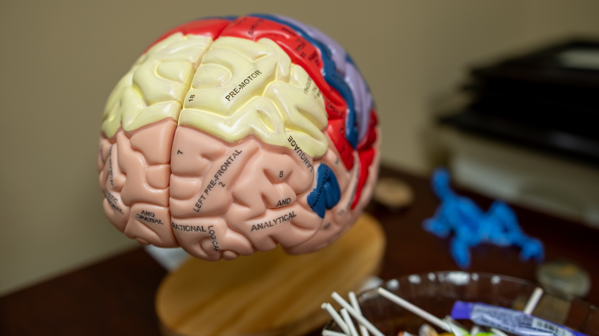 A Model of the Human Brain is on the desk of Dr. Jovanna Gaines, 822nd Base Defense Squadron True North provider at Moody Air Force Base, Georgia, Nov. 25, 2024. Dr. Gaines emphasizes the importance of connecting with Airmen before they face mental health challenges. (U.S. Air Force photo by Airman 1st Class Cade Ellis)