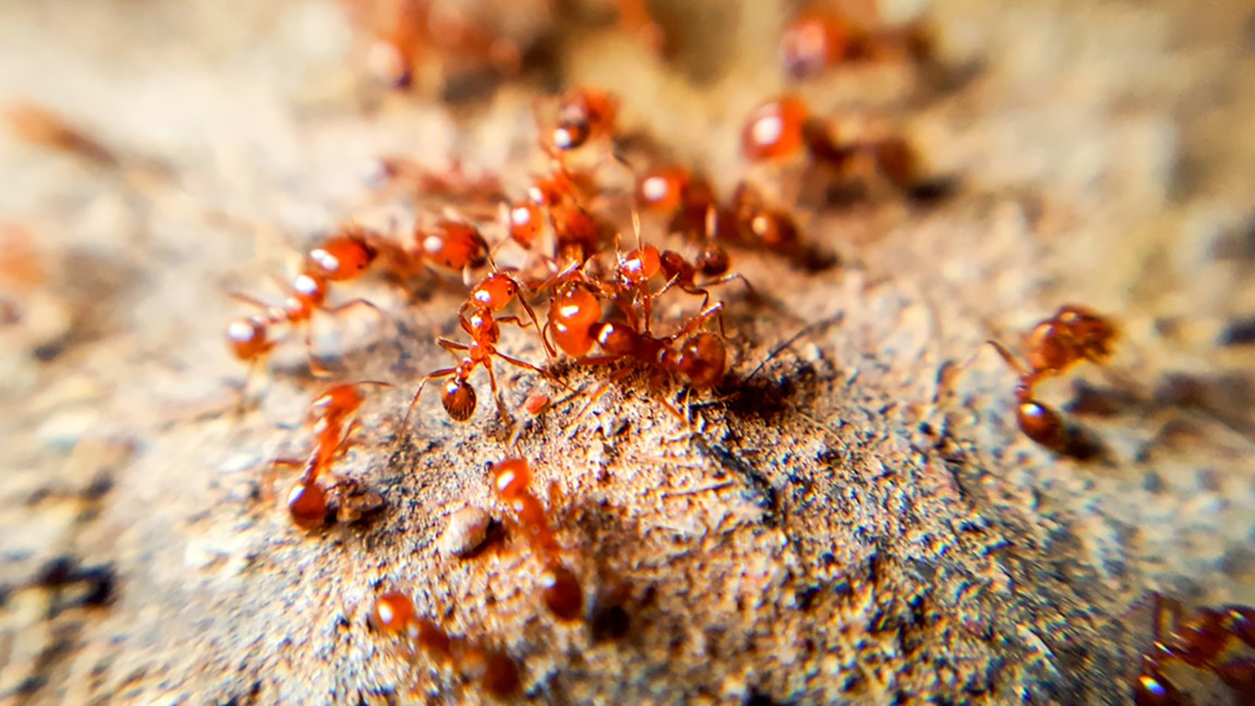 Fire ants, which have surpassed bees, wasps and yellowjackets, combined, as the leading causes of allergic reactions from stinging insects, pose a serious risk to military readiness. (Photo courtesy of Shutterstock)