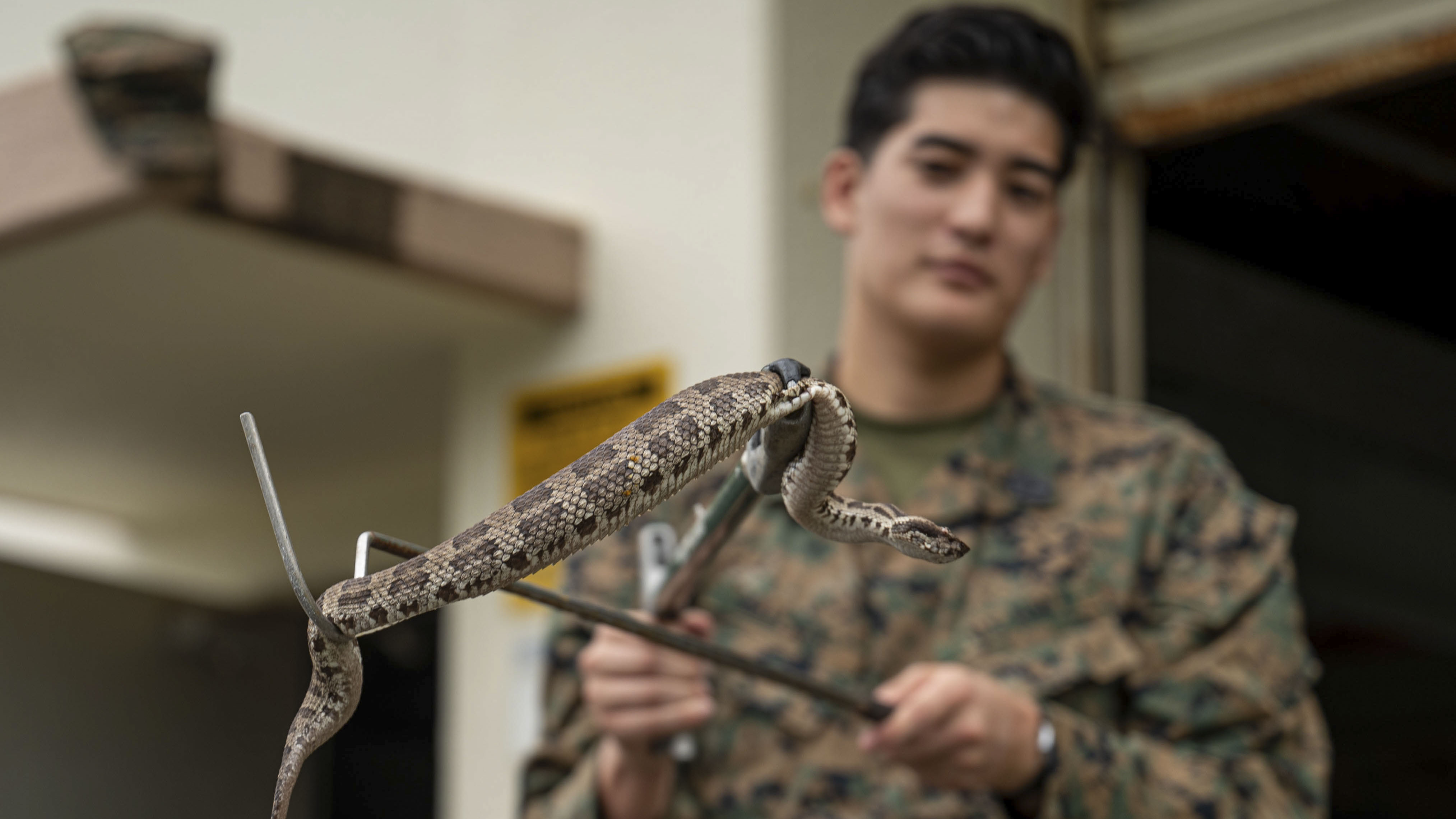 uniformed medic holds venomous snake on a hook
